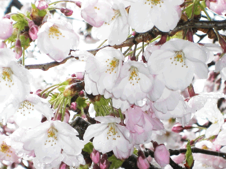 200904aa.gif