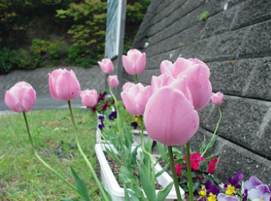 tulip02.jpg